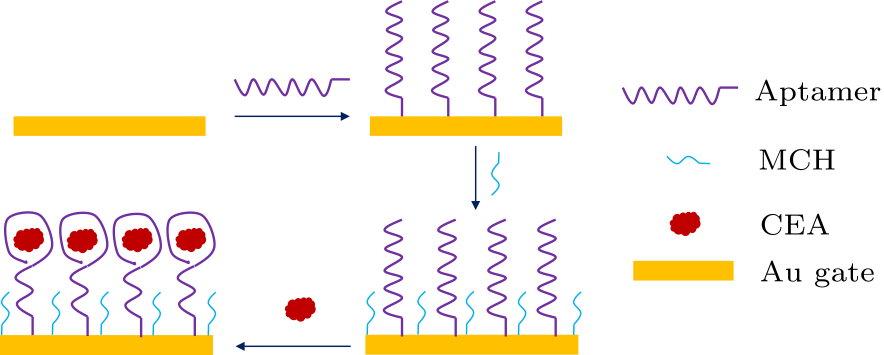 cpl-34-9-097302-fig3.png