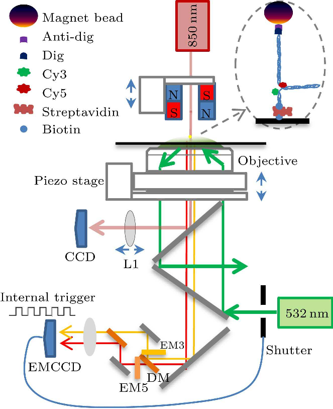 cpl-36-3-038701-fig1.png