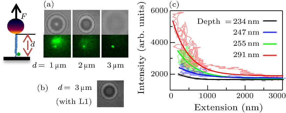 cpl-36-3-038701-fig2.png