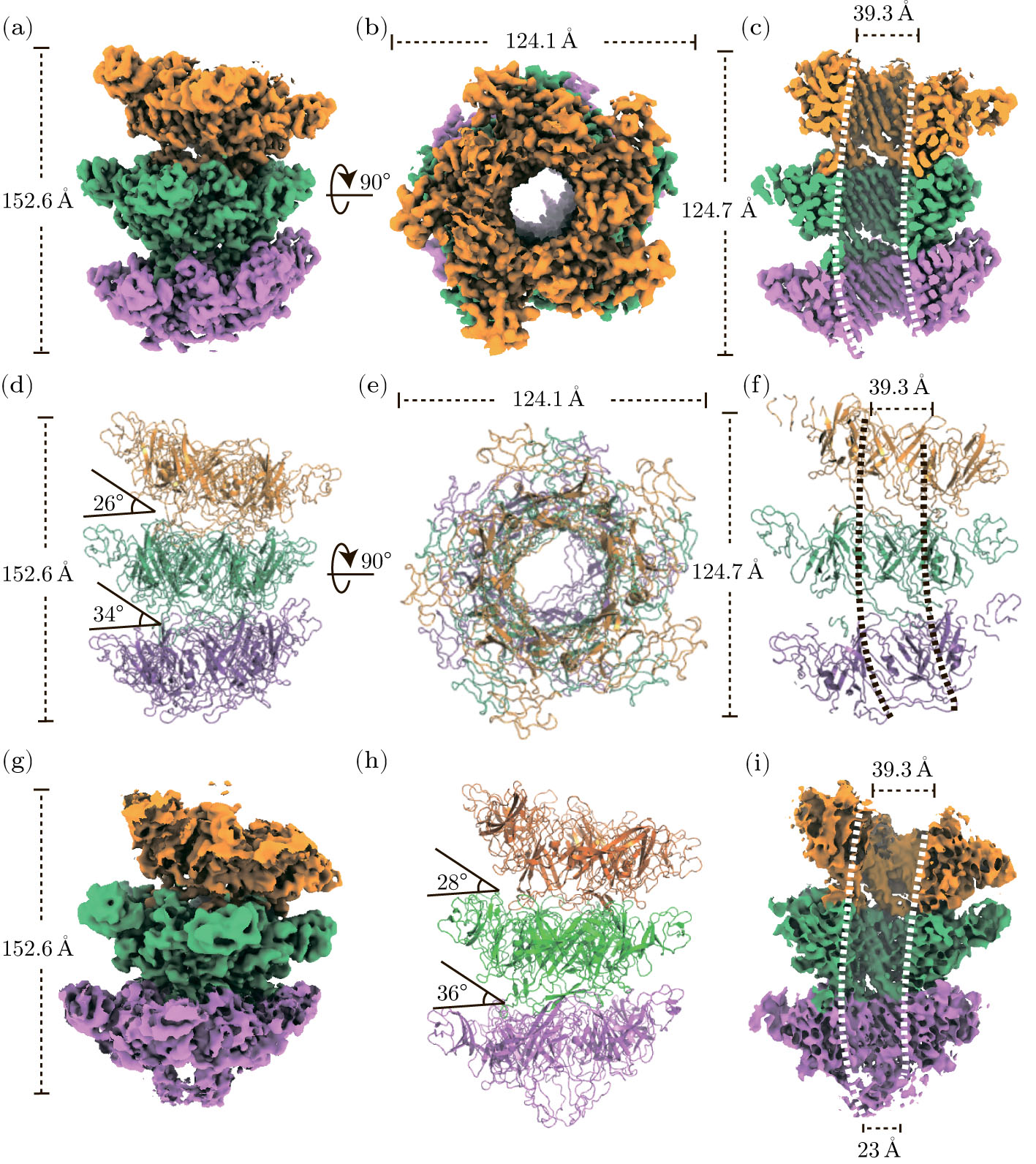 Pentameric Assembly Architecture of the Tail Tube Protein in SPR