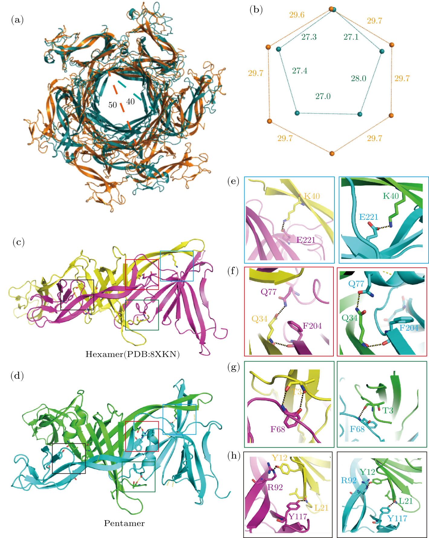Pentameric Assembly Architecture of the Tail Tube Protein in SPR