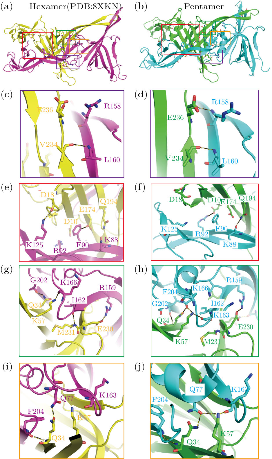 Pentameric Assembly Architecture of the Tail Tube Protein in SPR