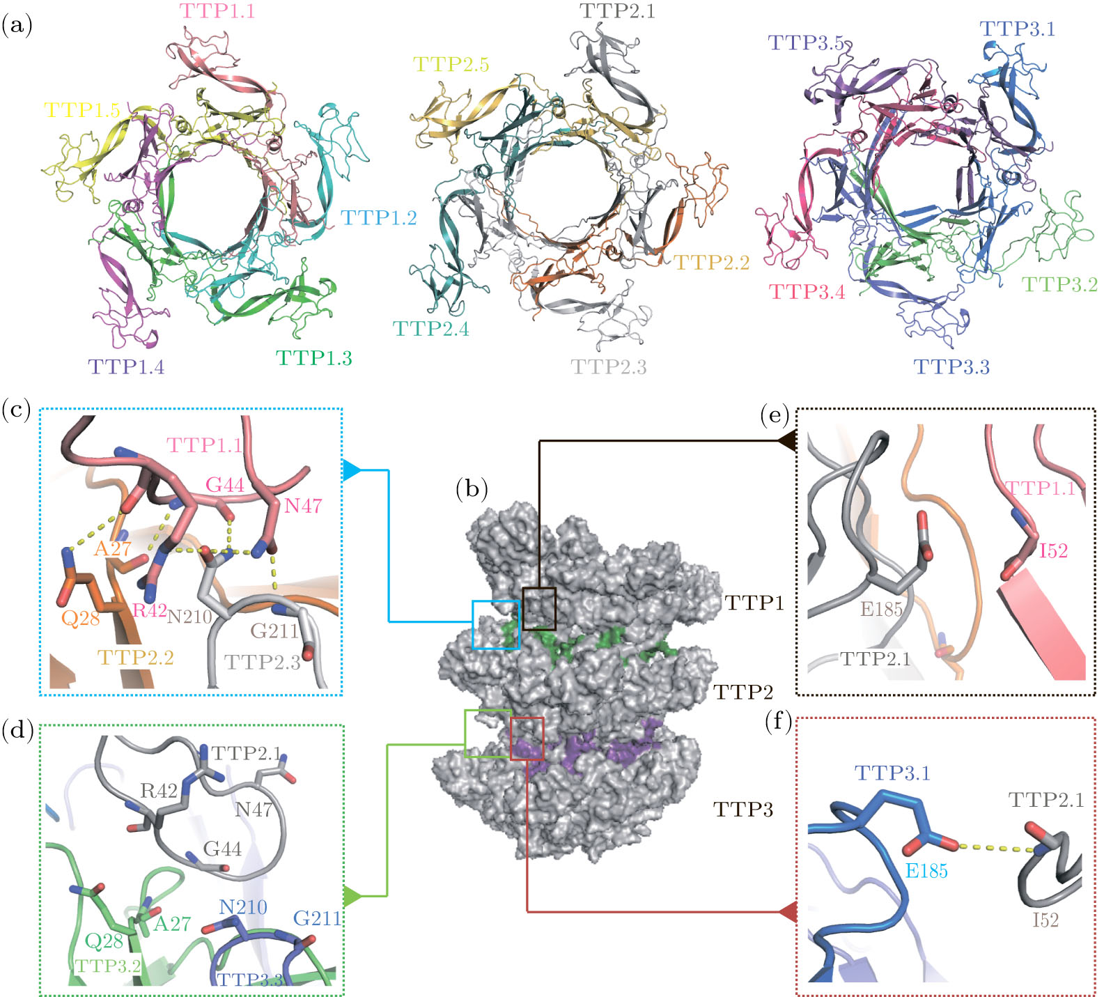 Pentameric Assembly Architecture of the Tail Tube Protein in SPR