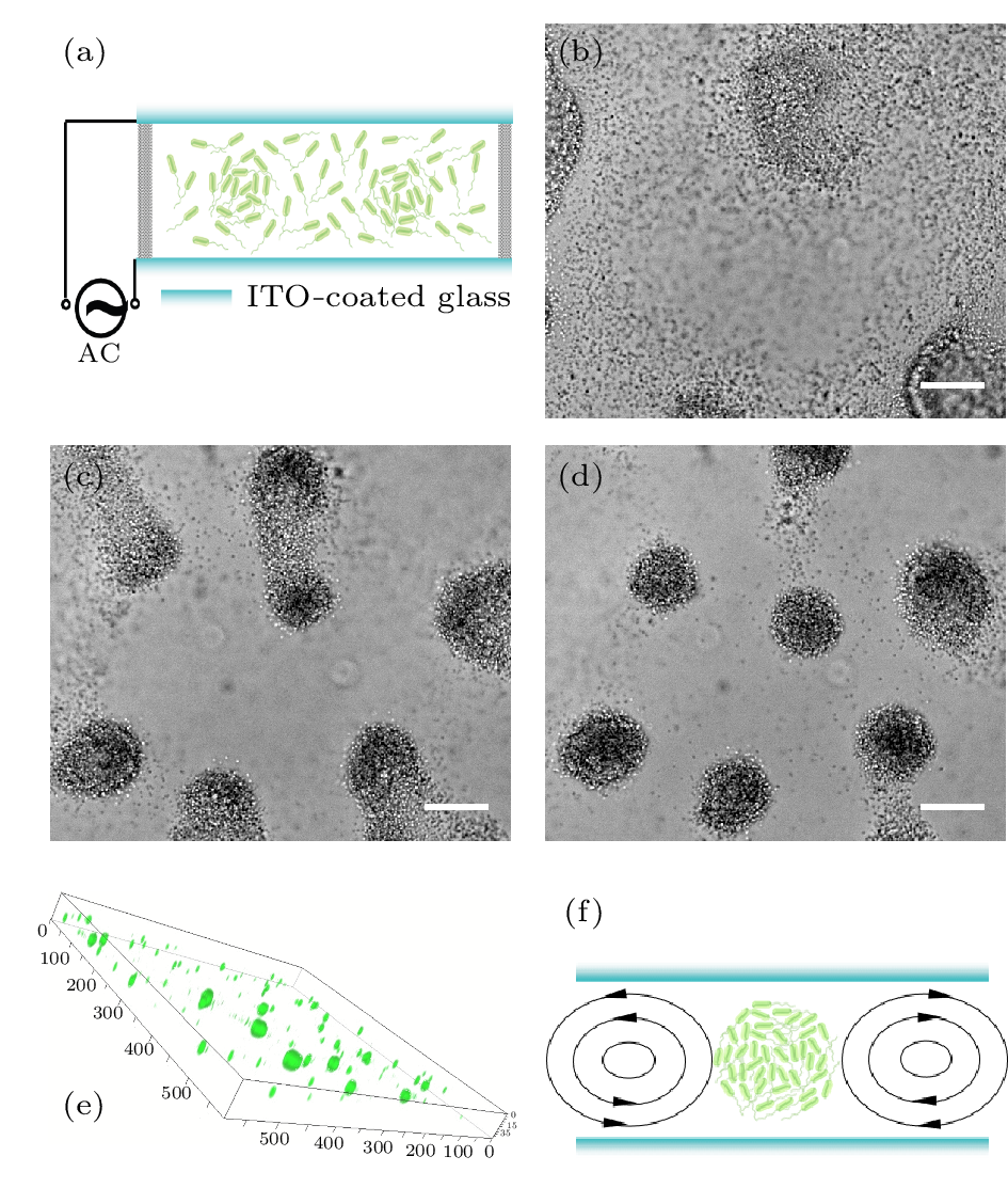cpl-39-10-108702-fig1.png
